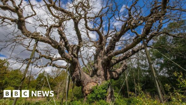 Ancient ‘Robin Hood’ tree is dead, experts say