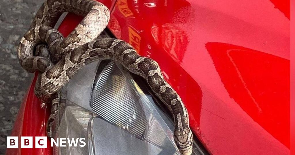 Snake takes surprise trip to seaside in car engine