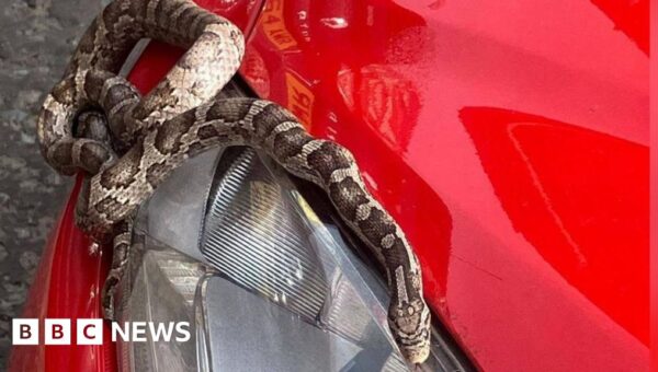 Snake takes surprise trip to seaside in car engine