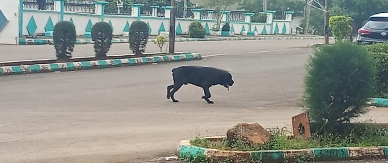 Stray dog throws Ebonyi Govt House into panic as workers flee for safety