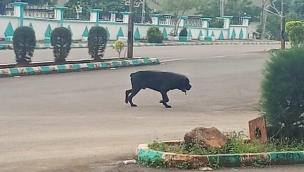 Stray dog throws Ebonyi Govt House into panic as workers flee for safety