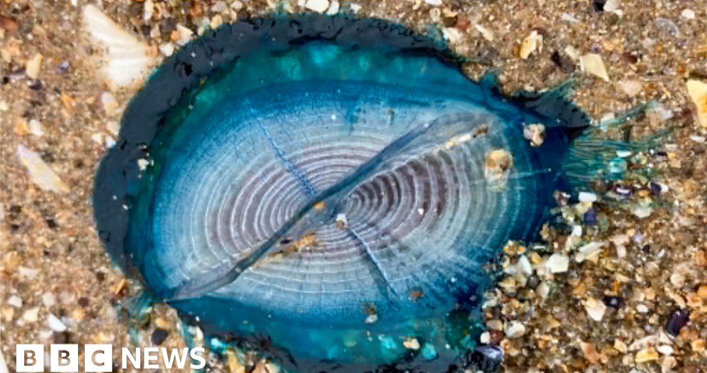 'Stunningly beautiful' blue sea creatures appear on Welsh beaches