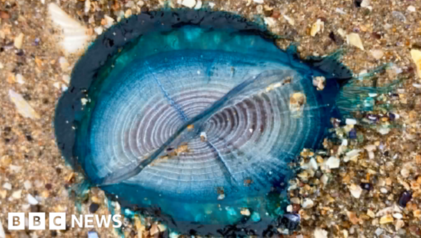 ‘Stunningly beautiful’ blue sea creatures appear on Welsh beaches