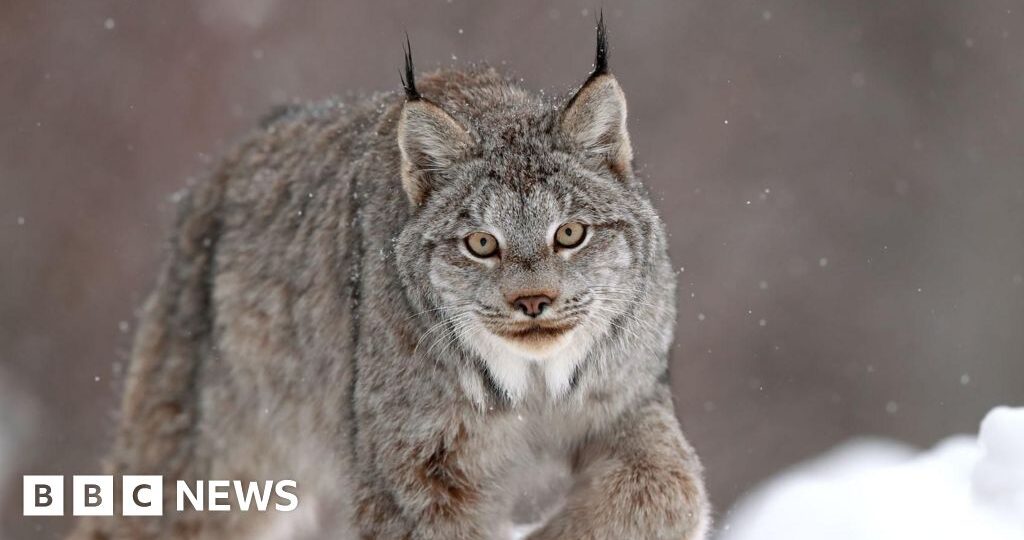 Canadian lynx one of big cat sightings in Welsh countryside