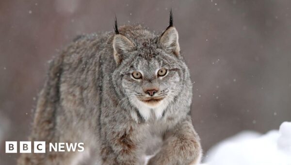 Canadian lynx one of big cat sightings in Welsh countryside