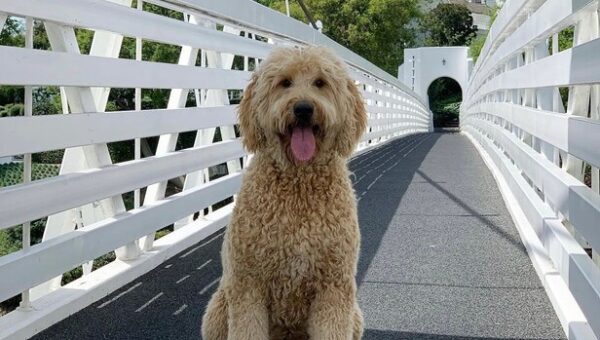 There’s a star in the making at this week’s Curtis Cup, and it’s Bel-Air’s beloved course dog