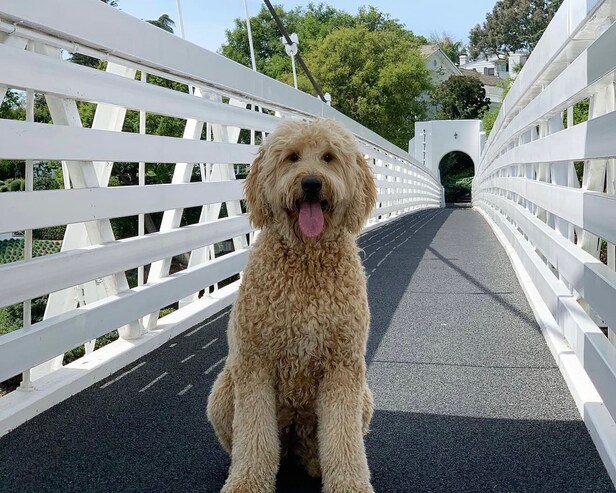 There's a star in the making at this week's Curtis Cup, and it's Bel-Air's beloved course dog