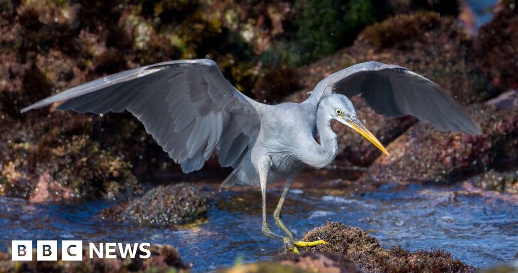 Hundreds of twitchers flock to see African bird in UK for first time