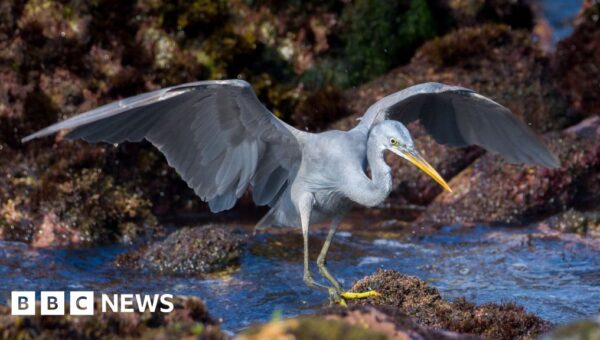 Hundreds of twitchers flock to see African bird in UK for first time