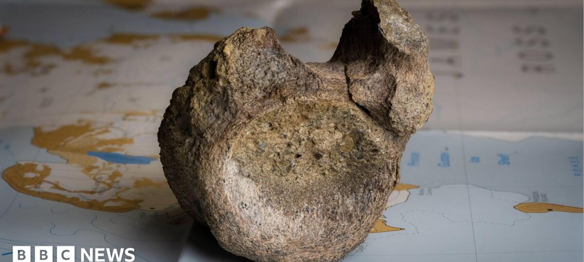 First dinosaur bone from Antarctica found in a drawer