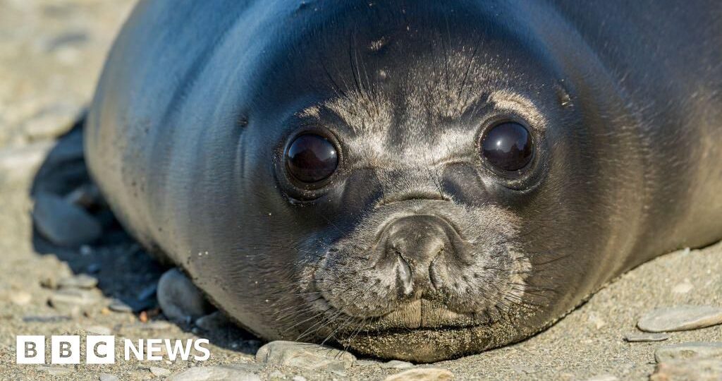 Bird flu kills more than 75% of baby seals on remote Australian island, study finds