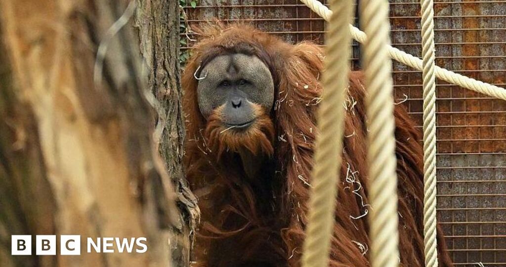 Four days of extreme rain killed 7% of world's rarest orangutans, study says