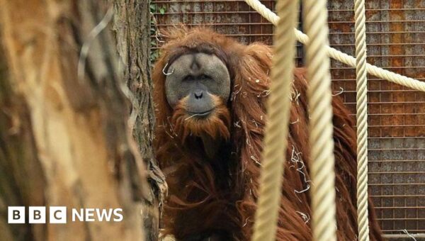 Four days of extreme rain killed 7% of world’s rarest orangutans, study says