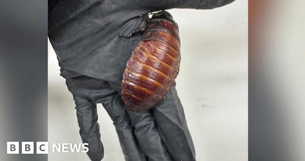 Giant hissing cockroaches among $200,000 worth of illegal insects seized in Australia