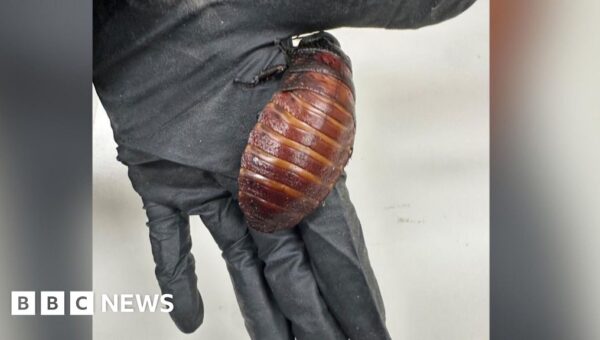 Giant hissing cockroaches among $200,000 worth of illegal insects seized in Australia