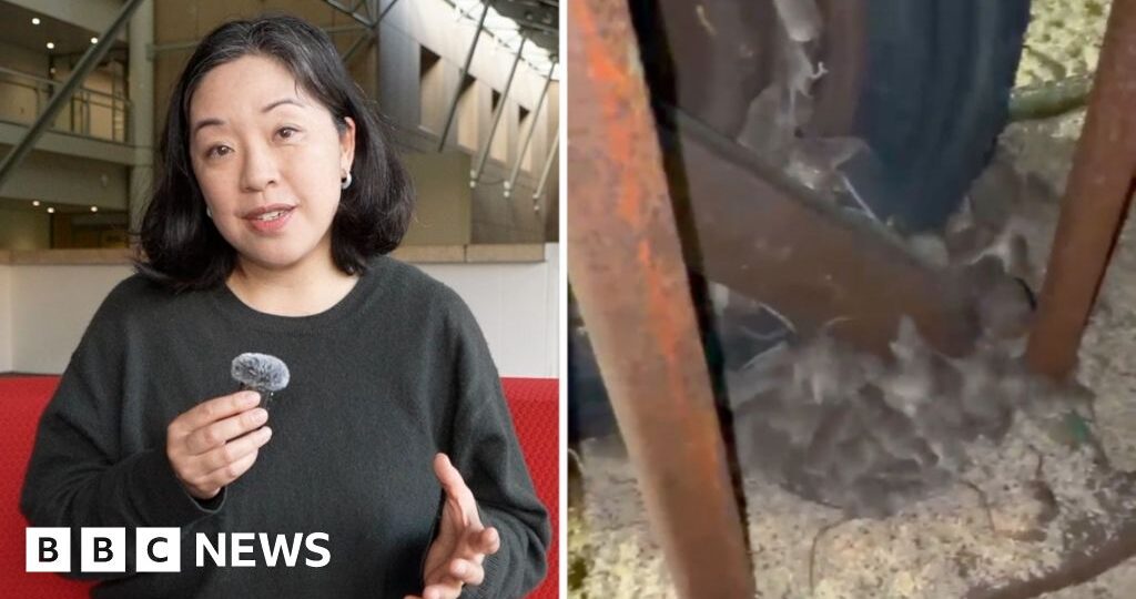Why are devastating mice plagues happening in Australia?