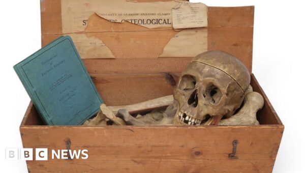 Anita Manning's auction house criticised for offering human remains