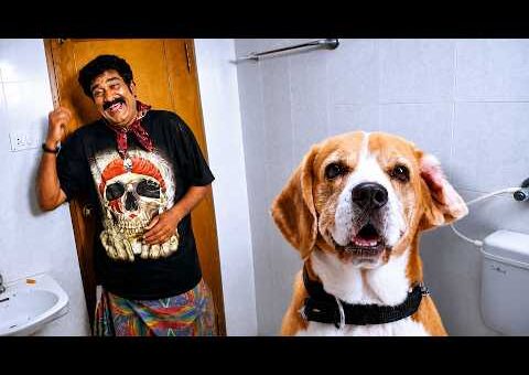 छोटे कुत्ते Tommy ने बचायी घर की चोरी : ज़बरदस्त सीन | Tommy The Lovely Dog | Rajendra Prasad