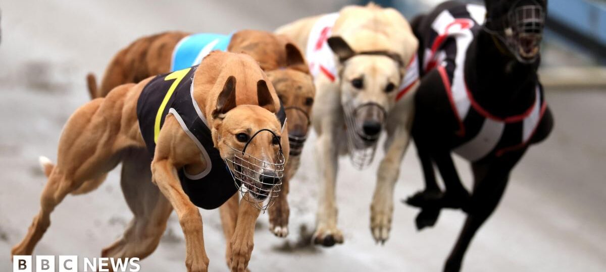 Greyhounds bound for Australia as New Zealand racing ban takes effect