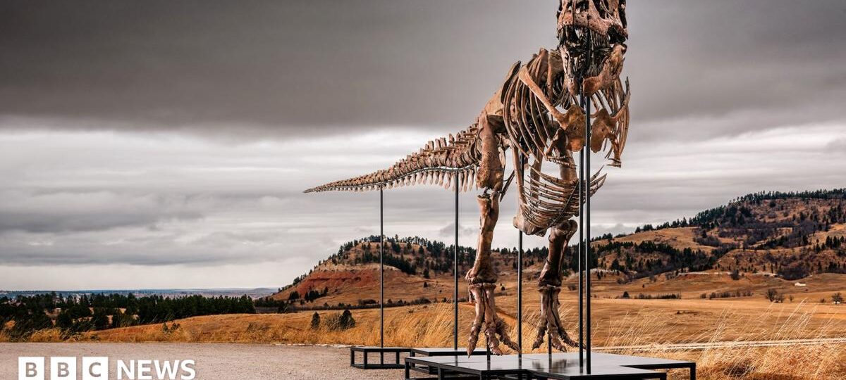 T. rex could become most expensive fossil ever - but it's a problem for scientists