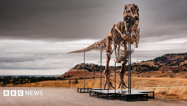 T. rex could become most expensive fossil ever – but it’s a ​problem for scientists