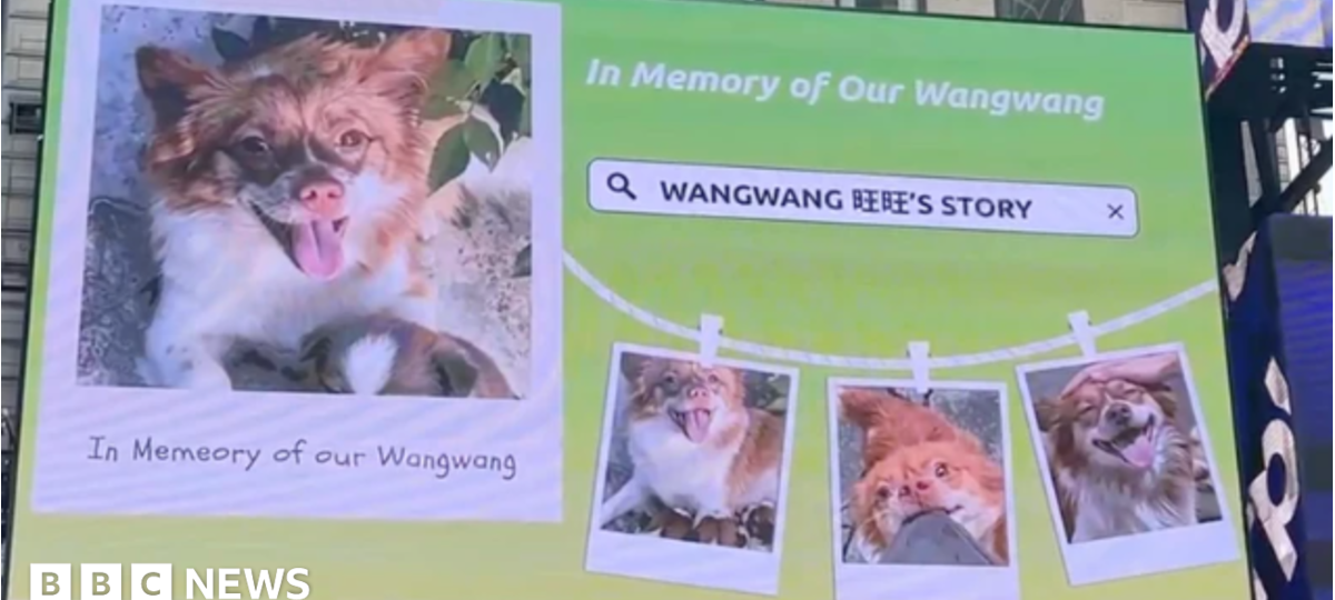 Blocked by censors, China's animal lovers take fight against abuse offline and overseas