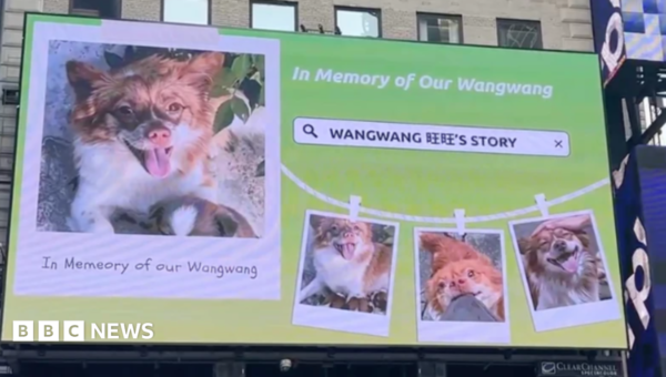 Blocked by censors, China’s animal lovers take fight against abuse offline and overseas