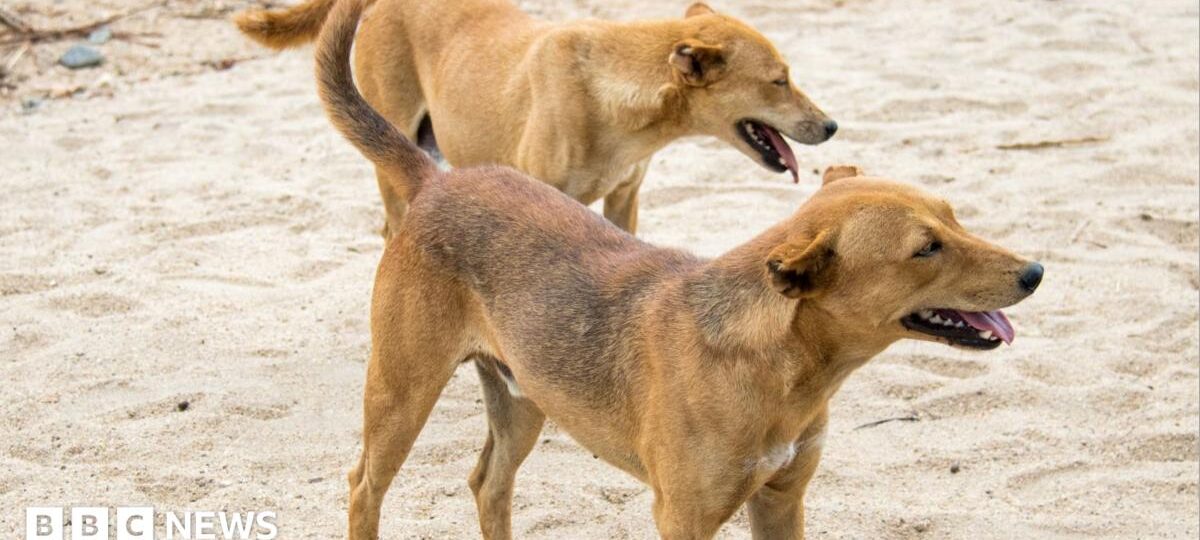 Residents of Ethiopian town forced to kill hundreds of their own dogs after rabies deaths