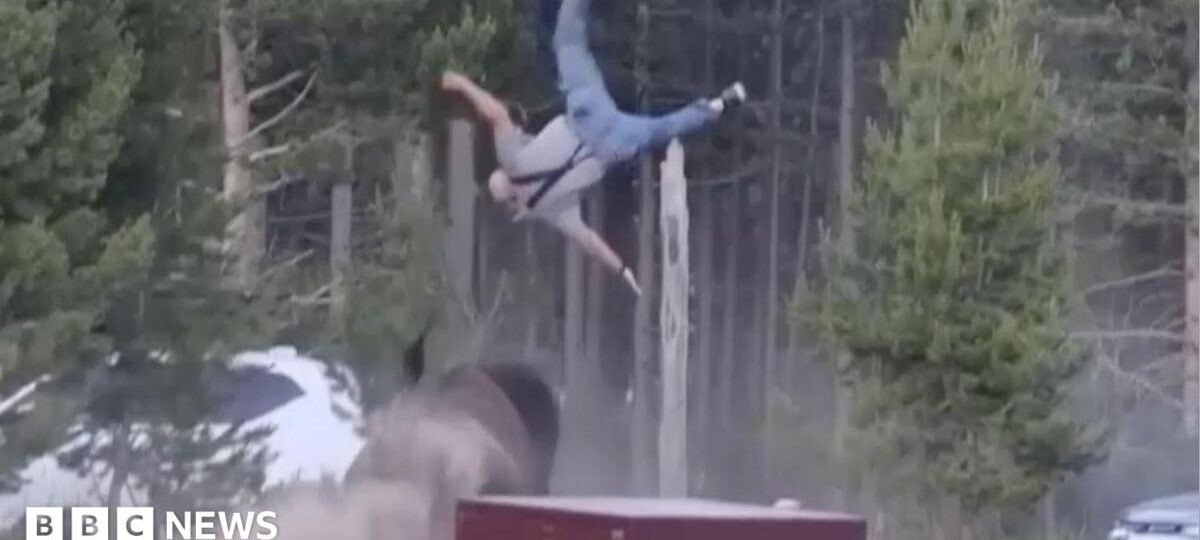 Bison rams grandfather in Yellowstone Park, knocking him metres into the air