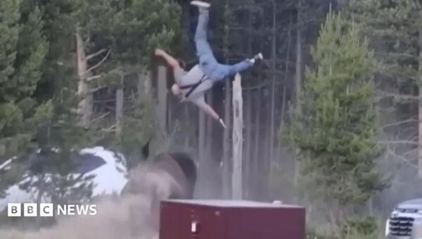 Bison rams grandfather in Yellowstone Park, knocking him metres into the air