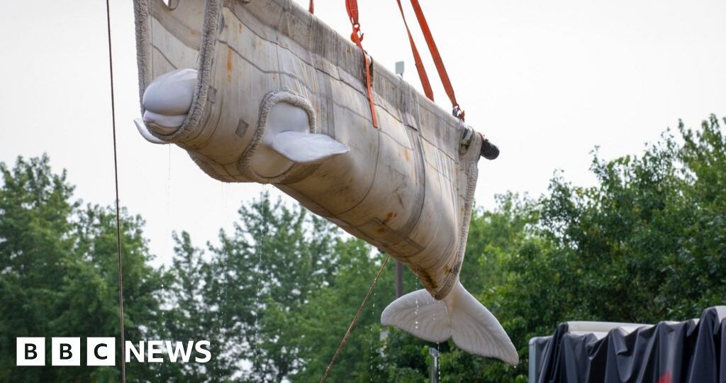 Watch: Beluga whales from closed Canadian marine park rehomed in US