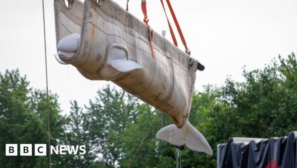 Watch: Beluga whales from closed Canadian marine park rehomed in US