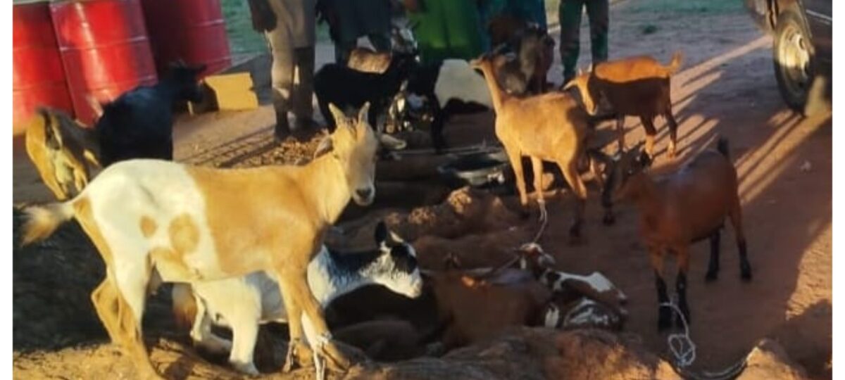 Niger Police arrest five over theft of 17 goats in Mokwa