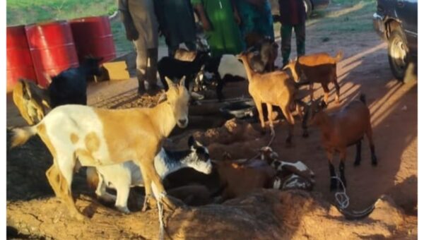 Niger Police arrest five over theft of 17 goats in Mokwa