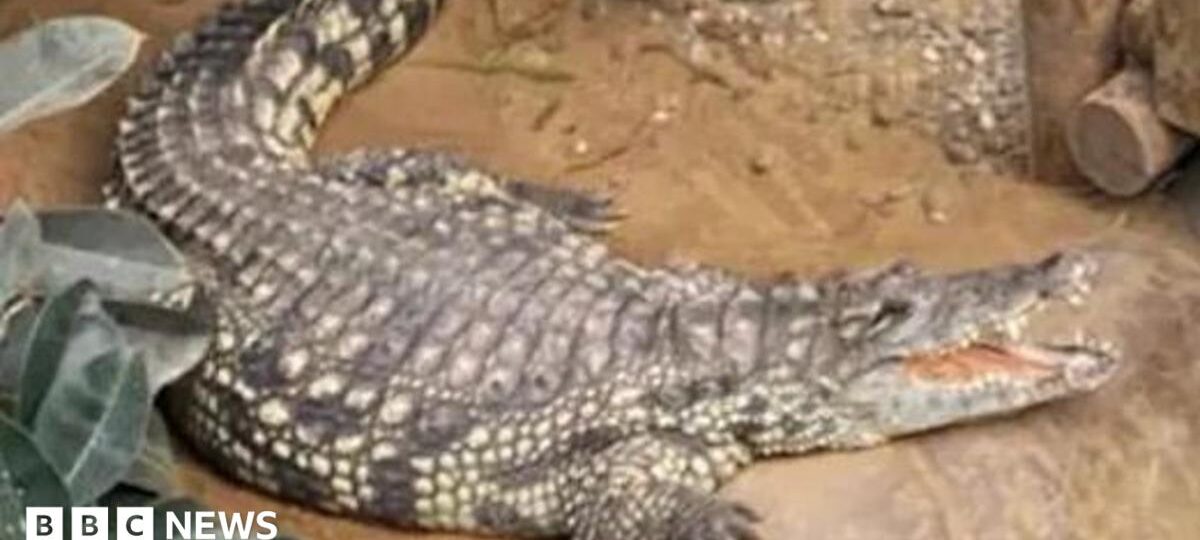 Boy attacked by zoo crocodile has had seven operations and is smiling again, say parents