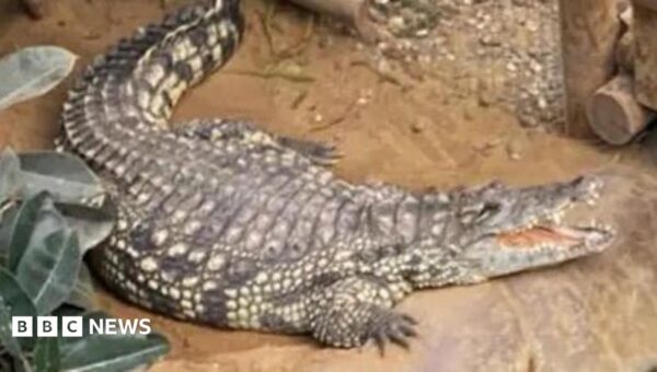 Boy attacked by zoo crocodile has had seven operations and is smiling again, say parents