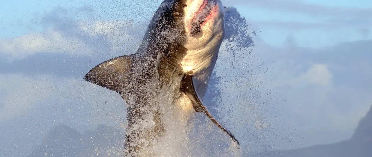 Shark Week 2026: How & Where to Watch, the Schedule & More