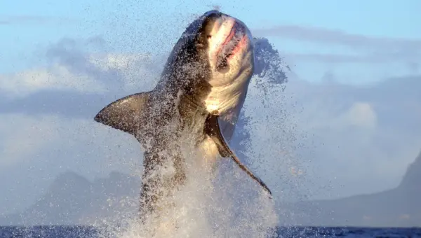 Shark Week 2026: How & Where to Watch, the Schedule & More