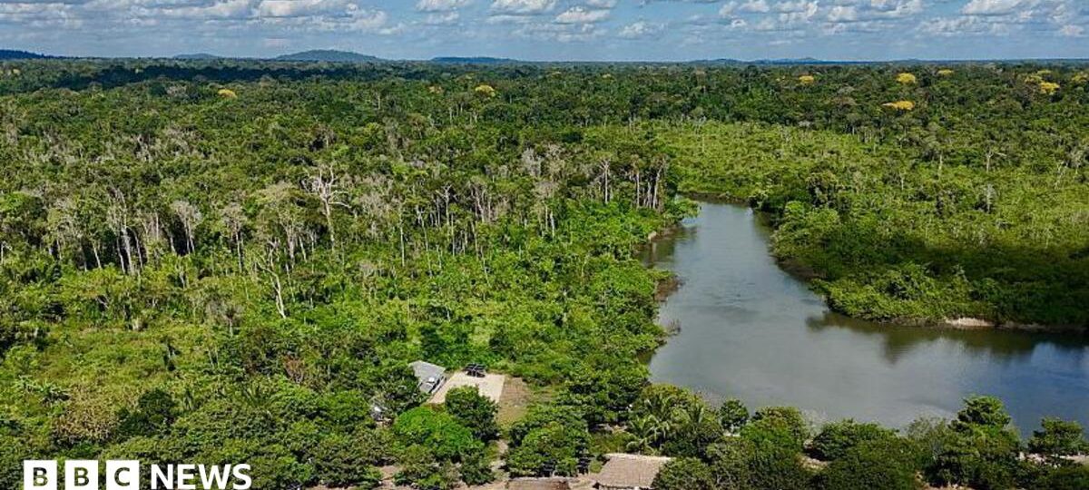 Brazil's Amazon sees sharp decline in size of area burned in 2025