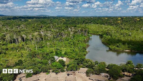 Brazil’s Amazon sees sharp decline in size of area burned in 2025