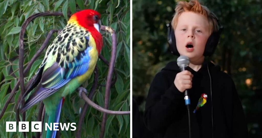 Eastern Rosellas! - Meet the seven-year-old behind viral song