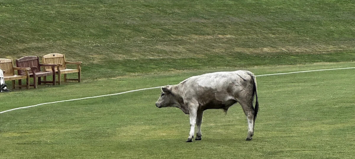 Cricket match abandoned after bull storms pitch
