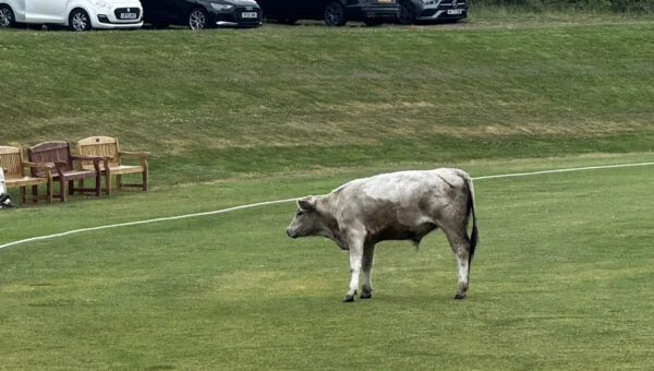 Cricket match abandoned after bull storms pitch
