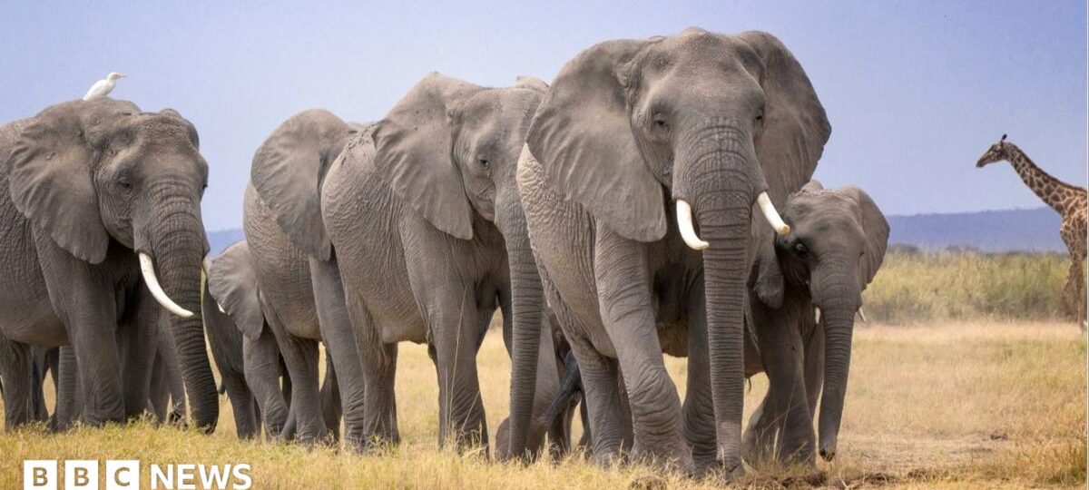 Mysterious deaths of 14 elephants in Kenya prompts urgent inquiry