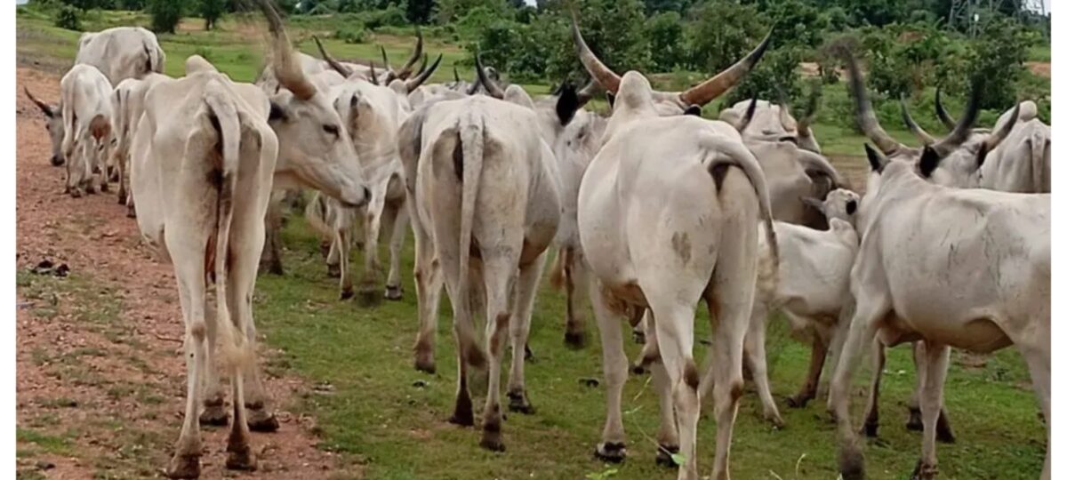 Jigawa residents foil attempted cattle rustling