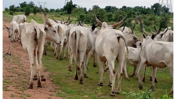 Jigawa residents foil attempted cattle rustling