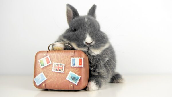 Travel app Hopper to pay $35M in FTC settlement over ‘unfairly’ charging hidden fees