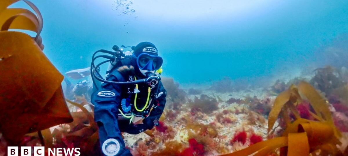 Scientist's lifelong obsession with mystery of elusive 'pink zebra' seaweed