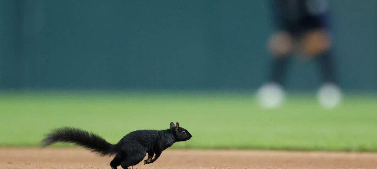 Squirrel steals the show in Tigers-Orioles showdown in Detroit