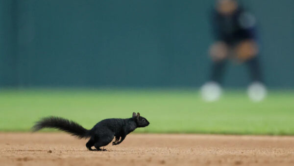 Squirrel steals the show in Tigers-Orioles showdown in Detroit